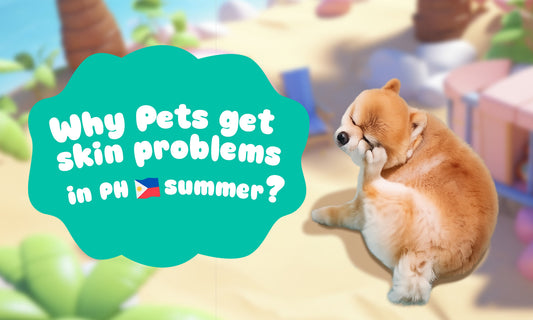 Why Pets Get Skin Problems in PH Summer?