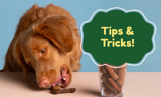 Tips & Tricks for Teaching Your Puppy Fun Tricks!