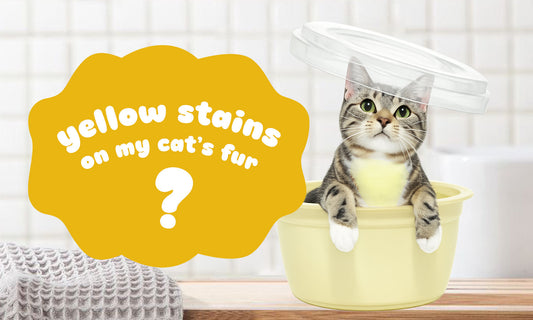 Yellow Stains on My Cat's Fur?